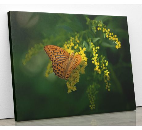 Fotoobraz "Motýl na žlutém květu"